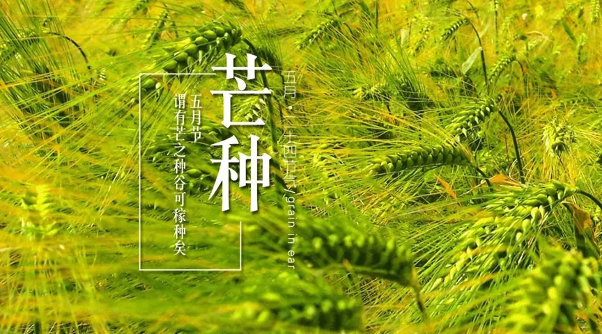 灵山县博鸿颐养院节气营养炖盅•苹果炖猪蹄